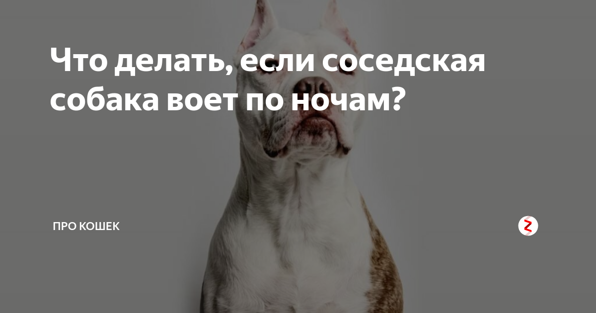 Что делать, если соседи жалуются на лай собаки, является ли он нарушением закона