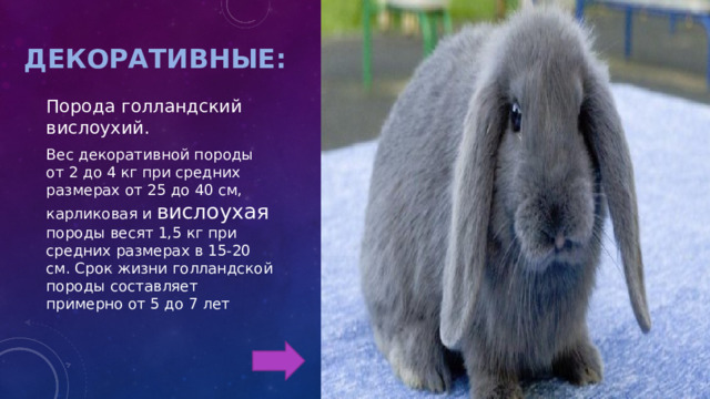 Вислоухий баран кролик