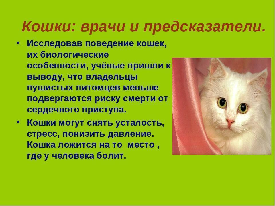 Особенности поведения, повадки и привычки кошек: как понять, что обозначают их действия?
