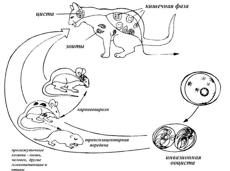 Токсоплазмоз у кошек: симптомы и лечение