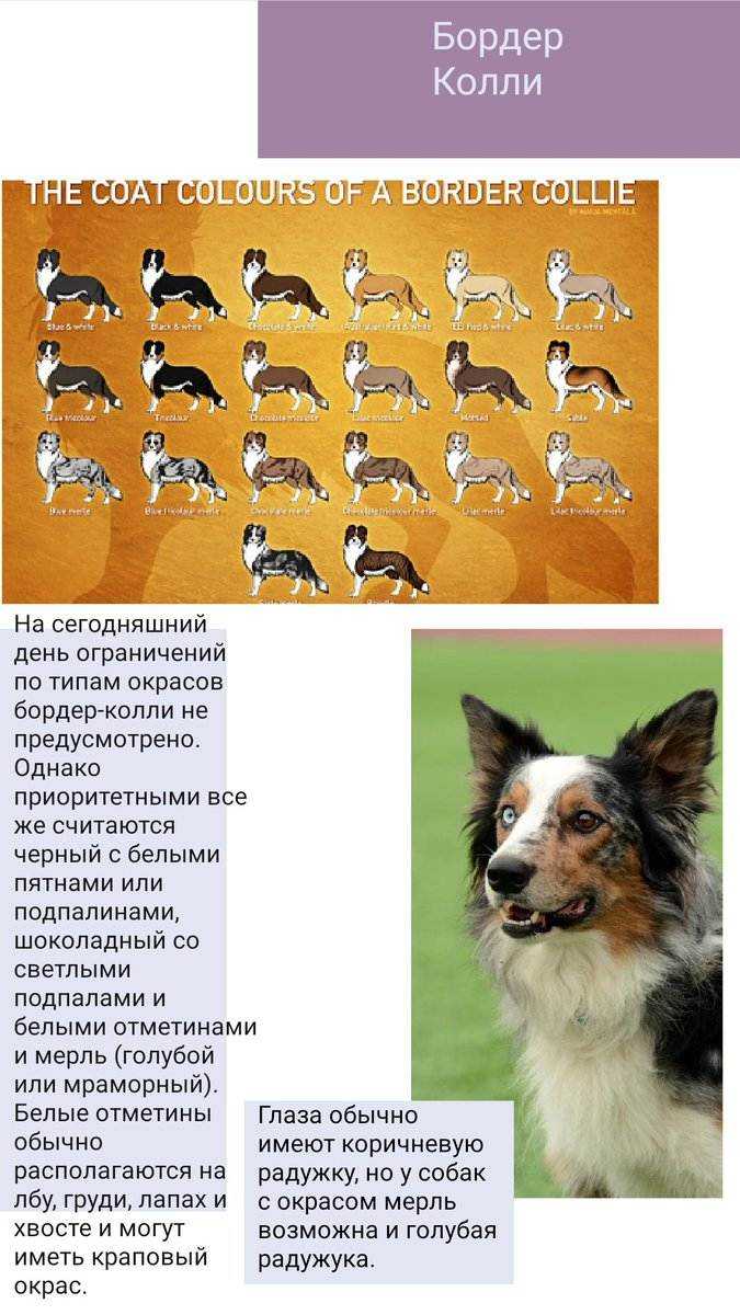Порода собак бордер-колли от а до я + 25 фото