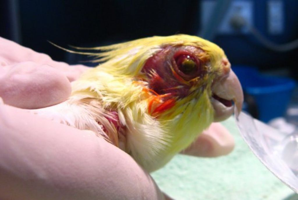 Возможные болезни попугаев и их лечение