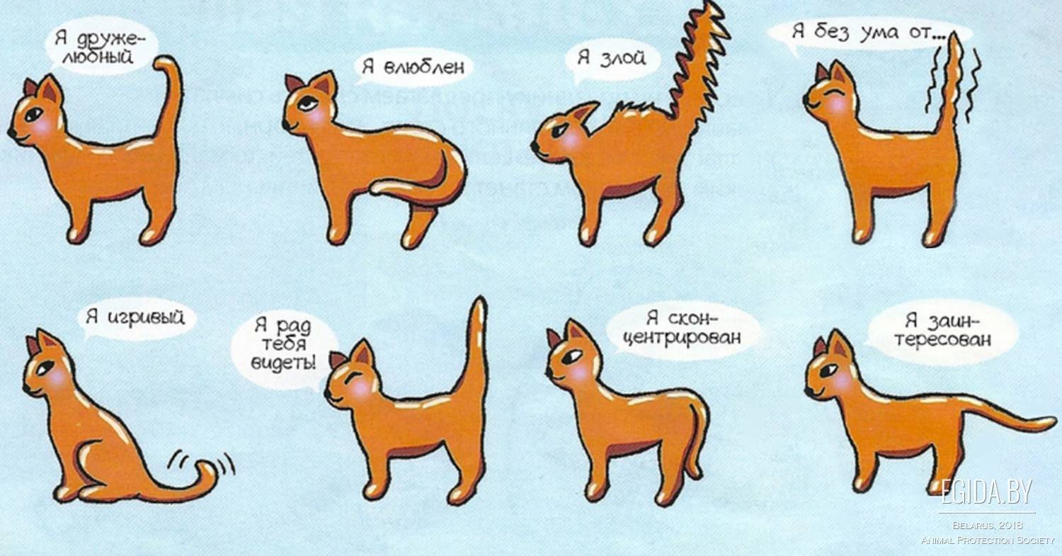 Как сделать кошку ласковой
