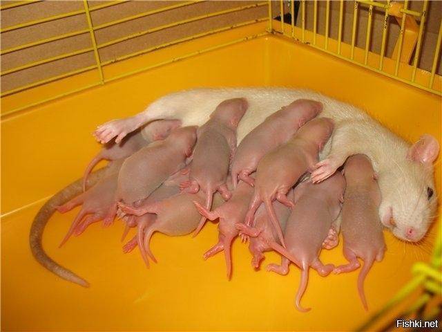 Роды у декоративных крыс — как и сколько крысят рожает крыса за один раз