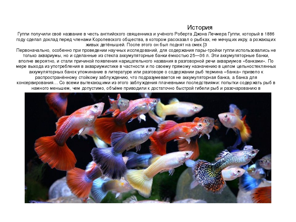 Сколько раз в день кормят аквариумных рыбок. Гуппи аквариумные рыбки. Гуппи описание рыбки. Аквариумные рыбки гуппи размножение.