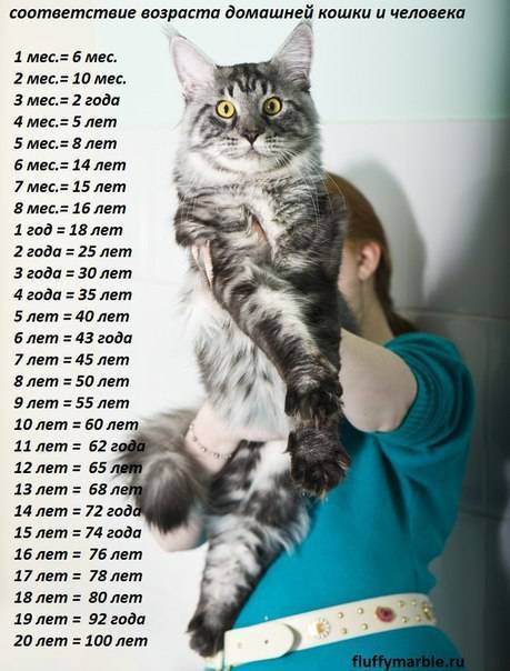 До какого возраста растут коты и кошки