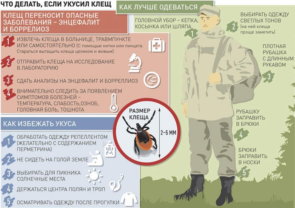 Как защитить собаку от клещей. знай врага в лицо! | ваши питомцы