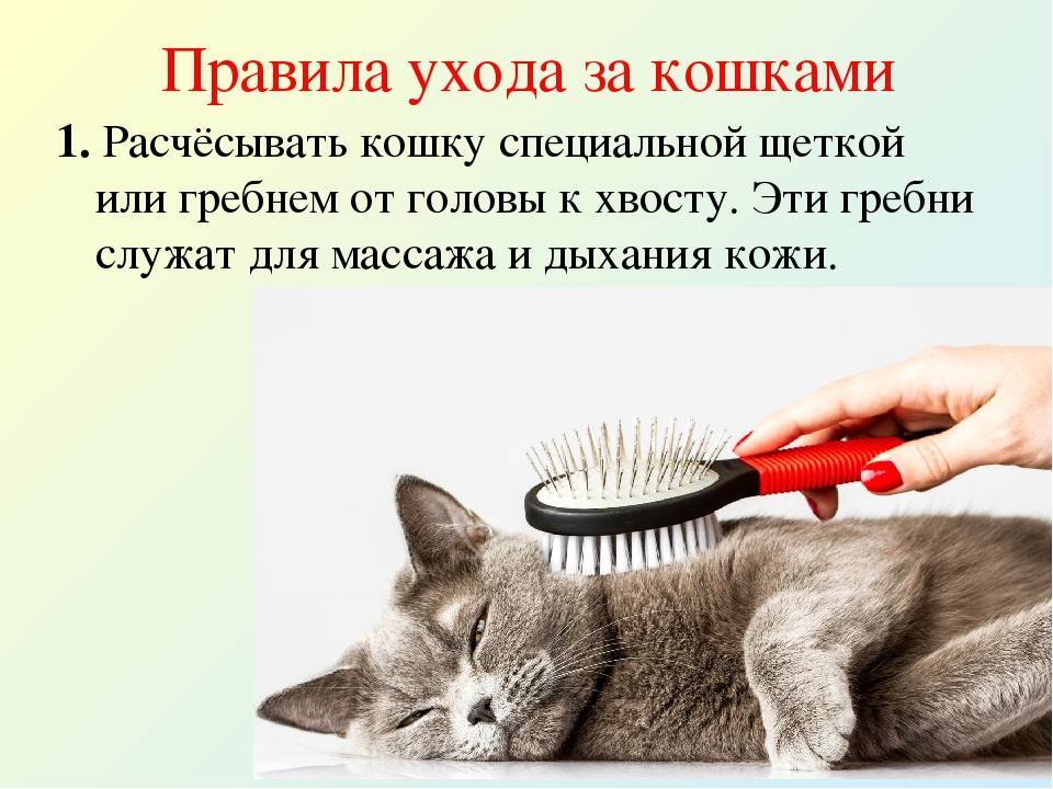 Уход за шерстью собаки: как ухаживать за длинной и короткой, какая бывает, от каких мало шерсти, инструменты для ухода - блог о животных - zoo-pet.ru