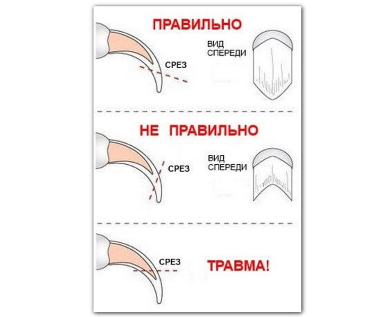 Как подстричь ногти собаке в домашних условиях: инструкция | «дай лапу»