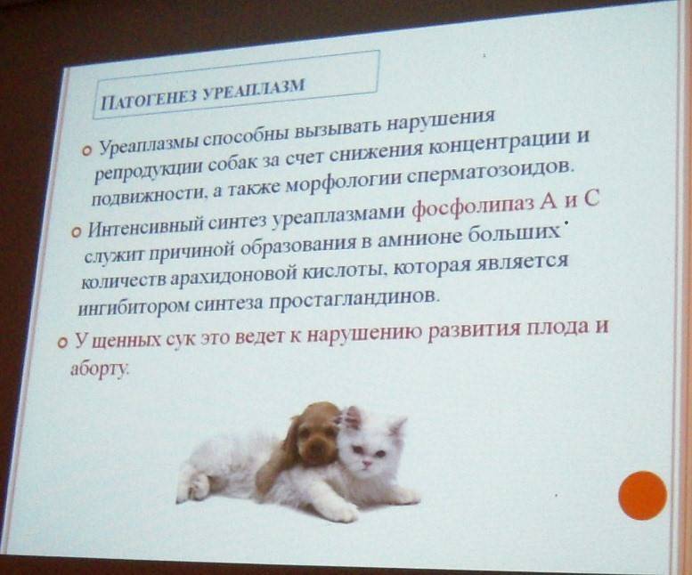 Микоплазмоз у собак