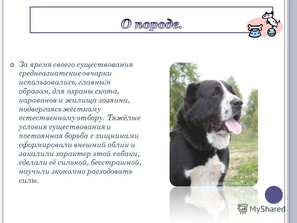 ᐉ как воспитать среднеазиатскую овчарку? - zoomanji.ru