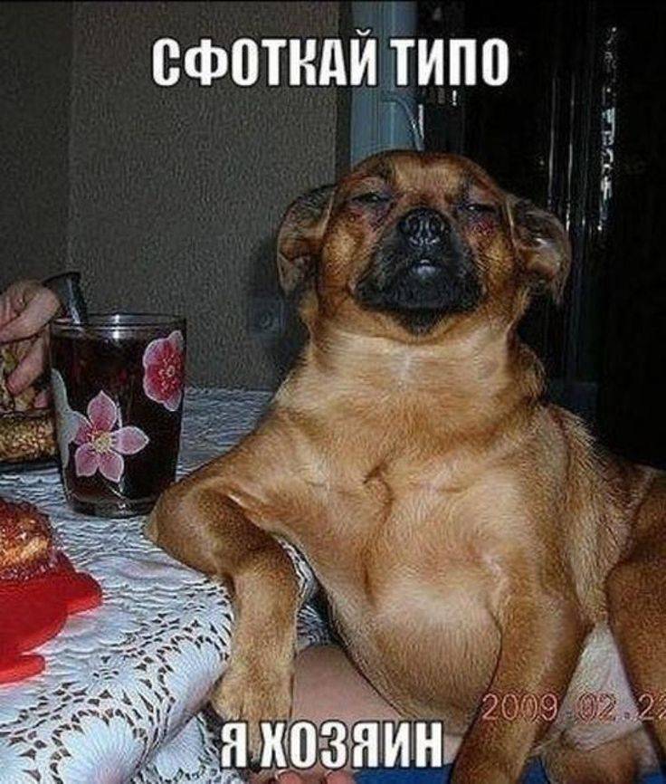 Анекдоты про собак