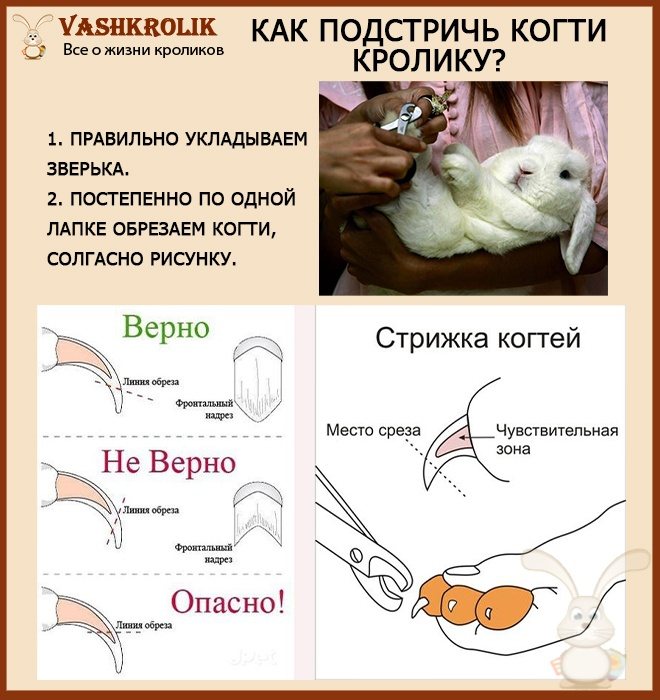 Как стричь когти кролику: 14 шагов (с иллюстрациями)