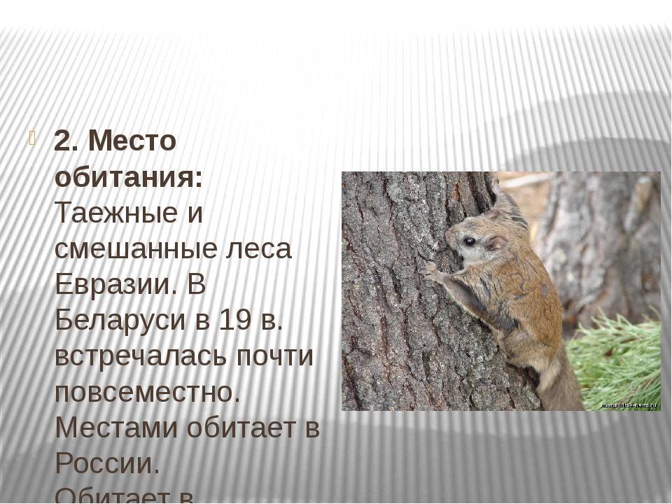 Белка-летяга: необычный летающий зверёк