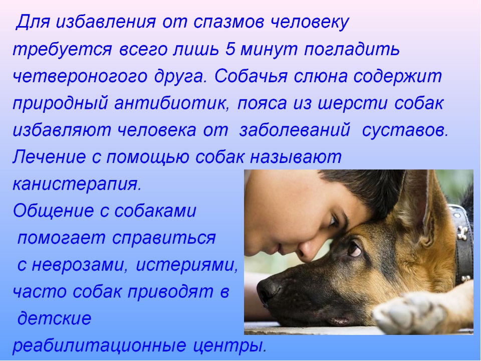 Язык собак. переводчик на собачий язык. понимают ли собаки человеческую речь
