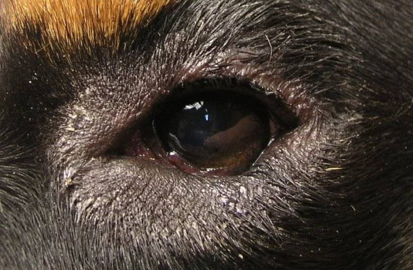 Заворот века у собаки - операция блефаропластика (пластика век собакам), лечение в клинике зоостатус