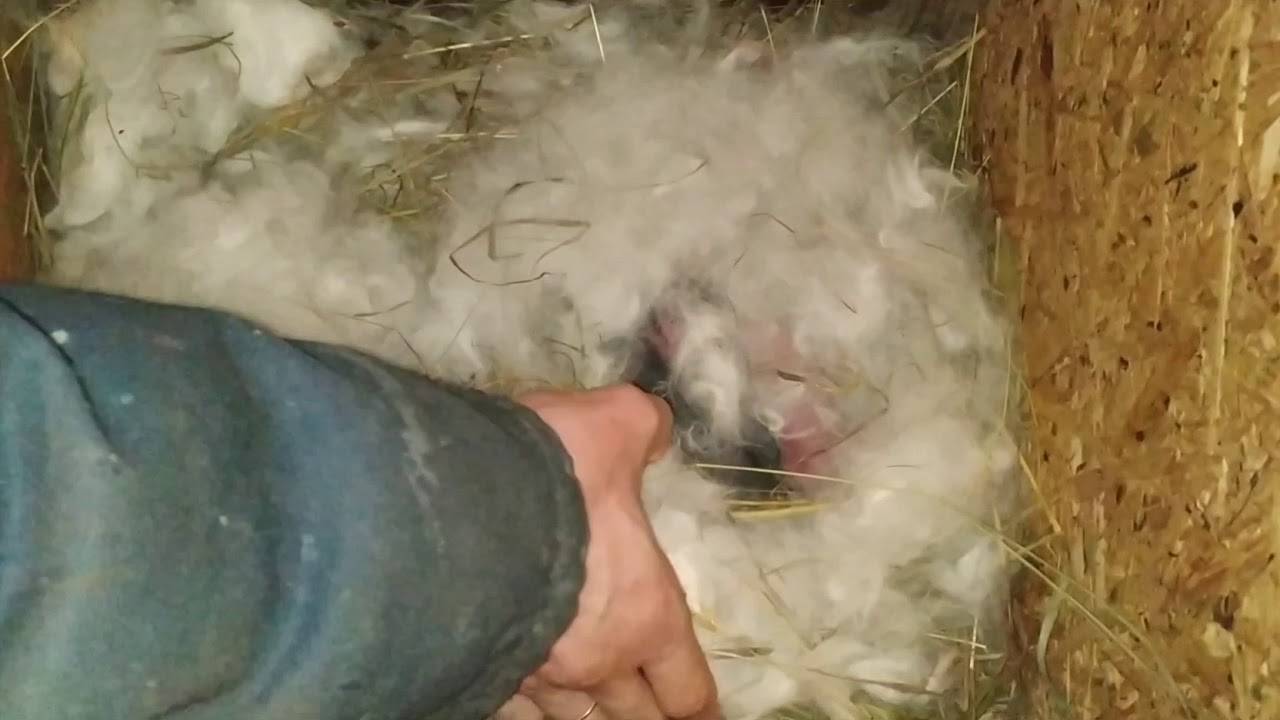 Крольчиха не подпускает крола – причины и решения