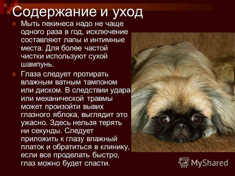 Пекинес