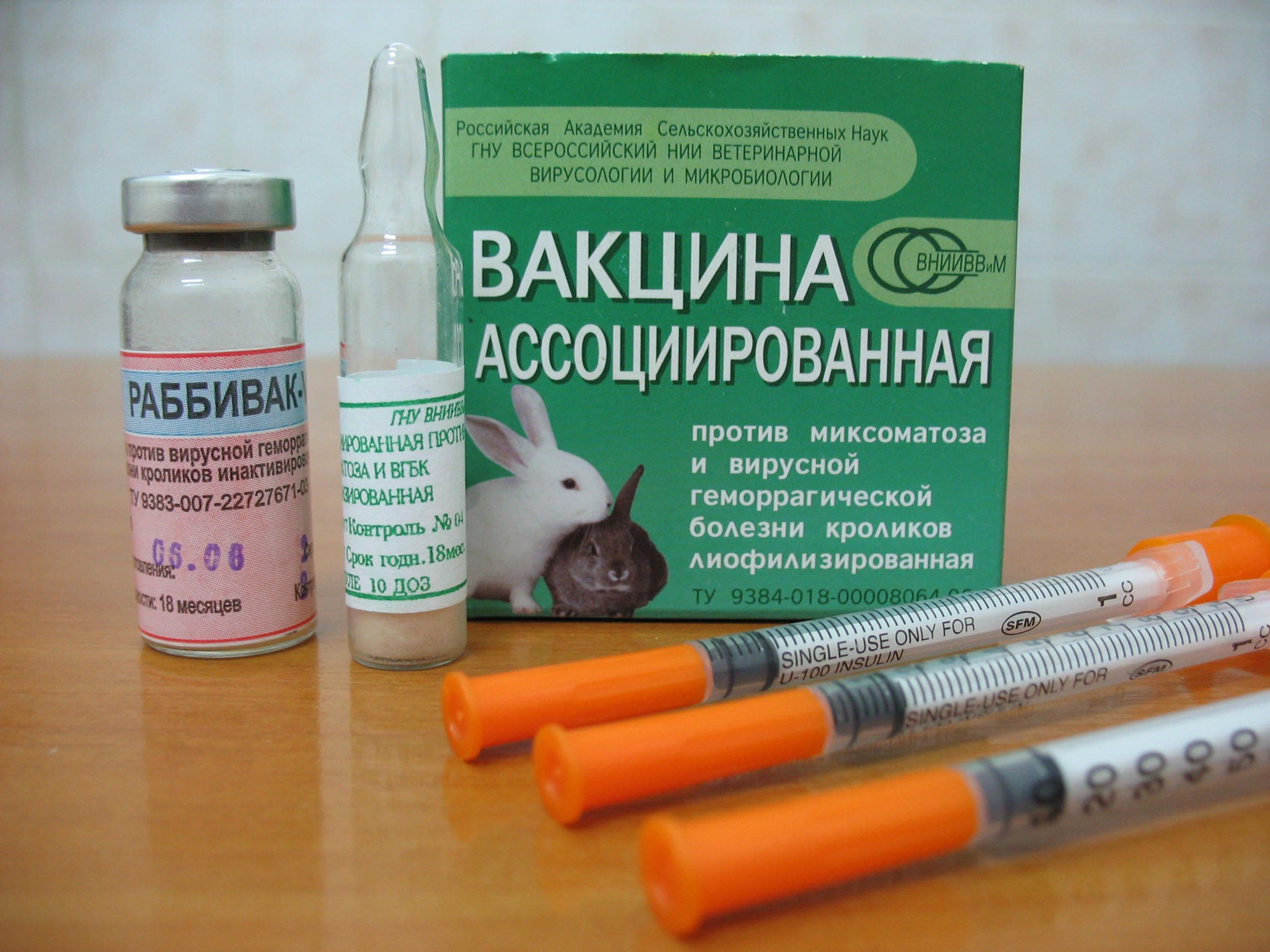 Геморрагическая болезнь кроликов: симптомы и лечение
