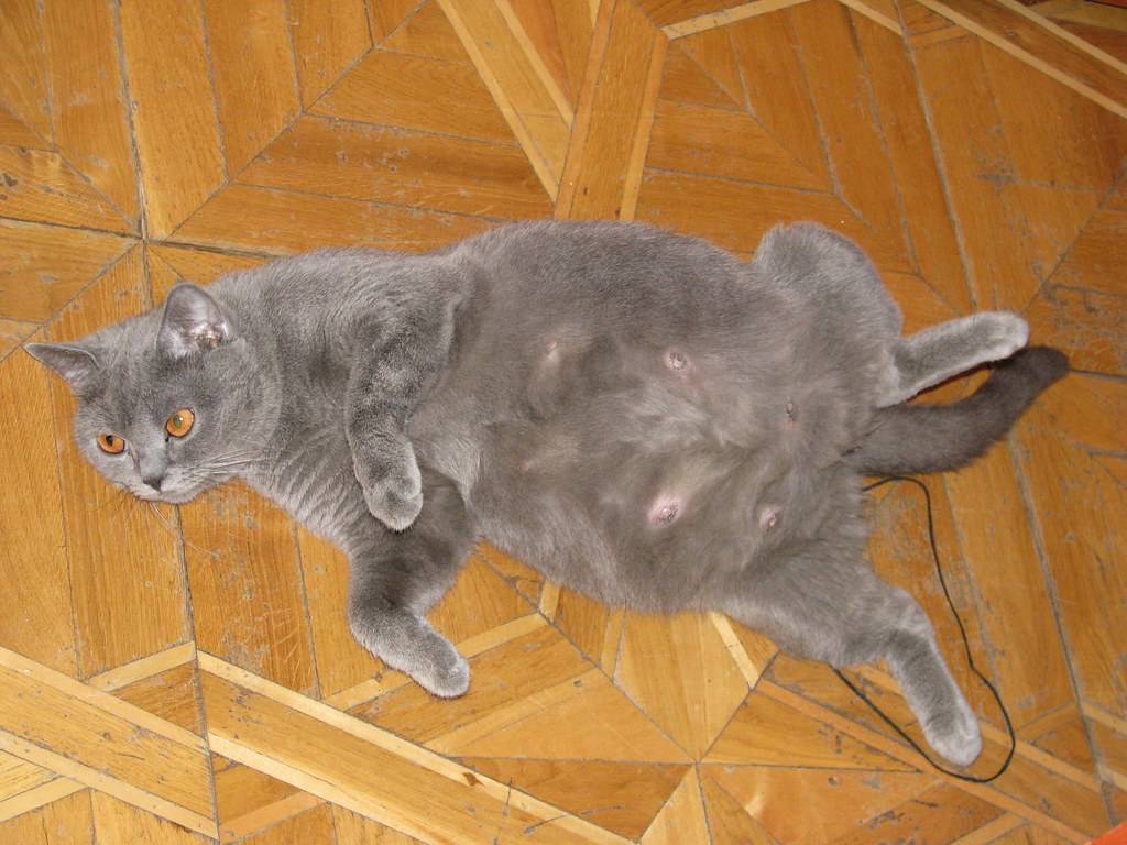Сколько времени кошка вынашивает котят