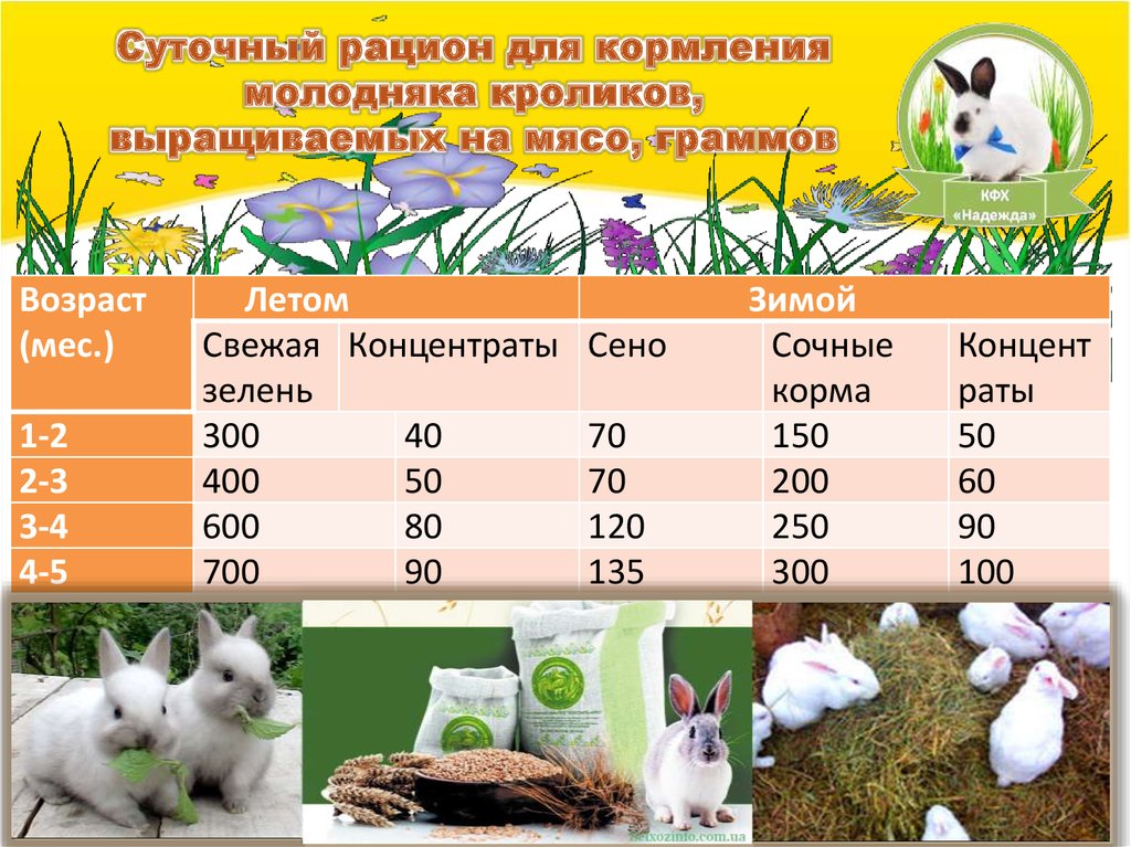 Кормление кроликов: случка и беременность — агроxxi