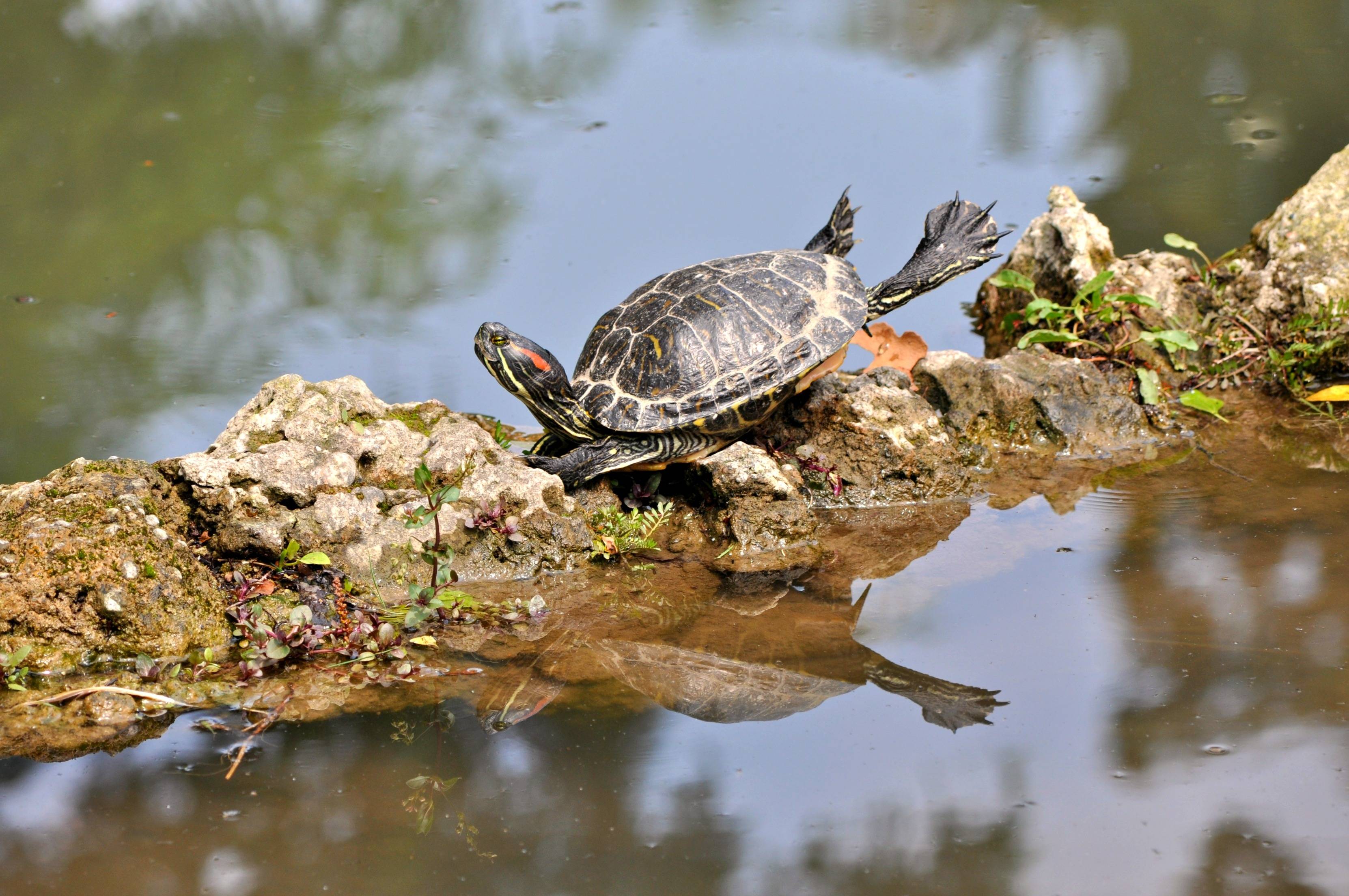 Черепахи в озерах. Красноухая Речная черепаха. Красноухая Болотная черепаха. Красноухая водоплавающая черепаха. Красноухая черепаха в дикой природе.