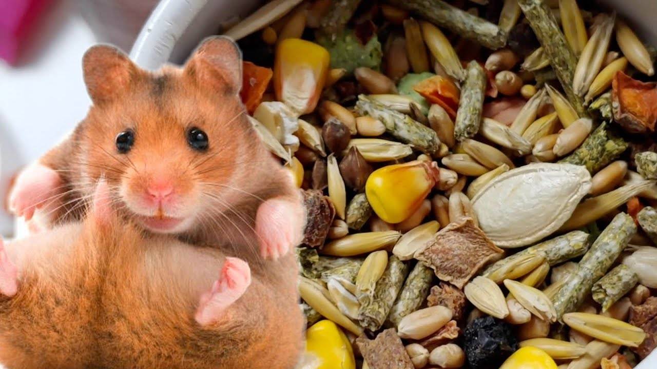 Фрукты для хомяка, какие фрукты можно давать хомякам