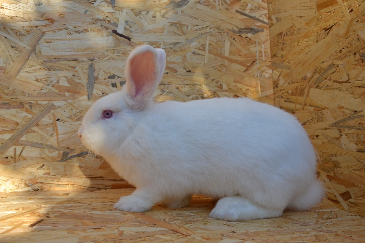 Новозеландский белый кролик: описание, характеристики, отзывы