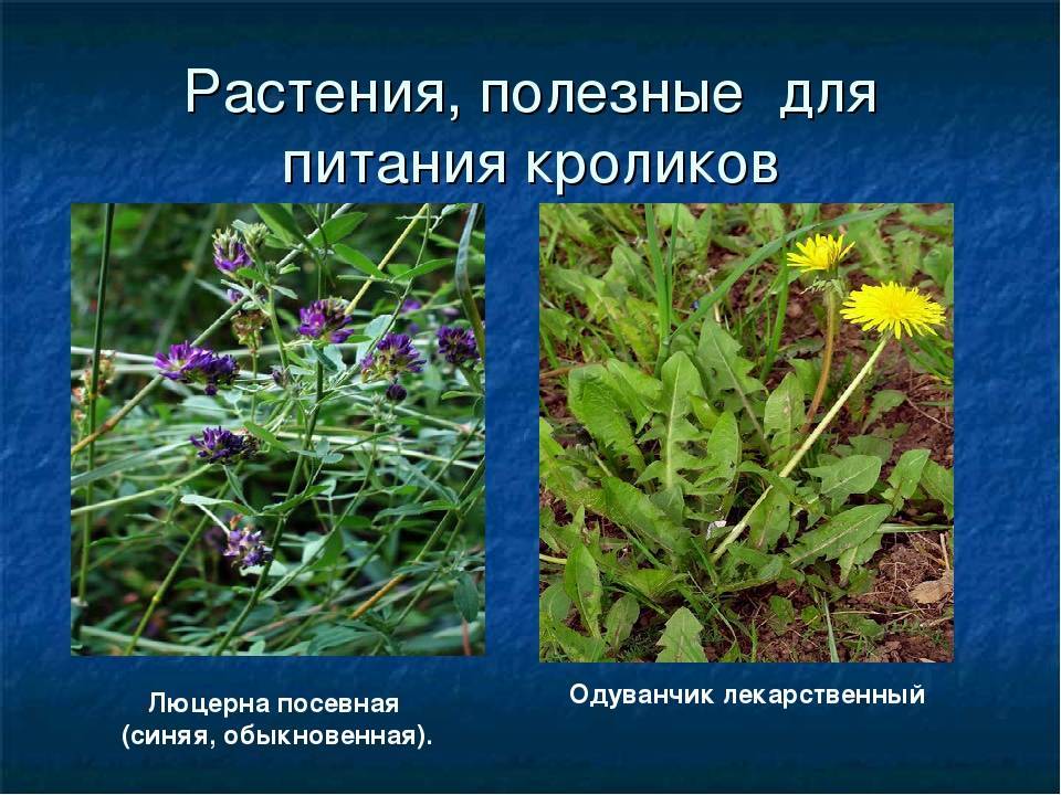 Какую траву можно давать кроликам