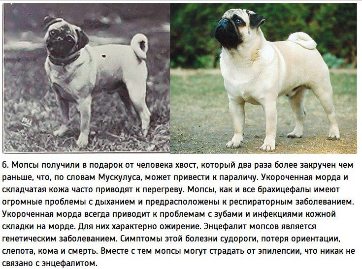 Русские породы собак — список с описанием