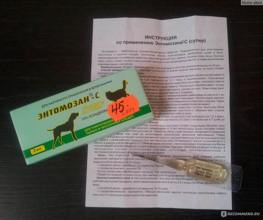 Симптомы, лечение и профилактика заражения котенка глистами: как проглистогонить малыша в домашних условиях?