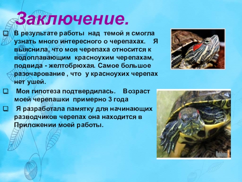 ᐉ родина и происхождение черепах: где и как появились первые черепахи - zoopalitra-spb.ru