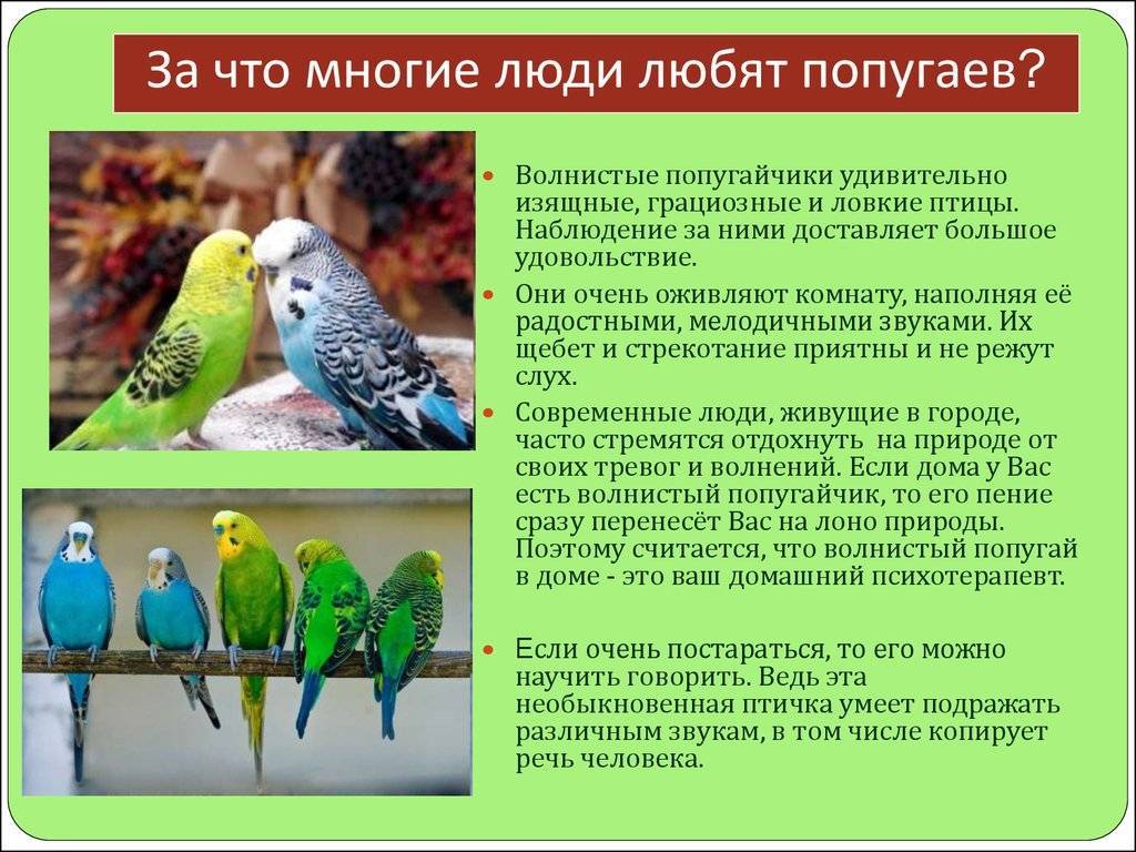 Какие бывают попугаи: история и разновидности с фото