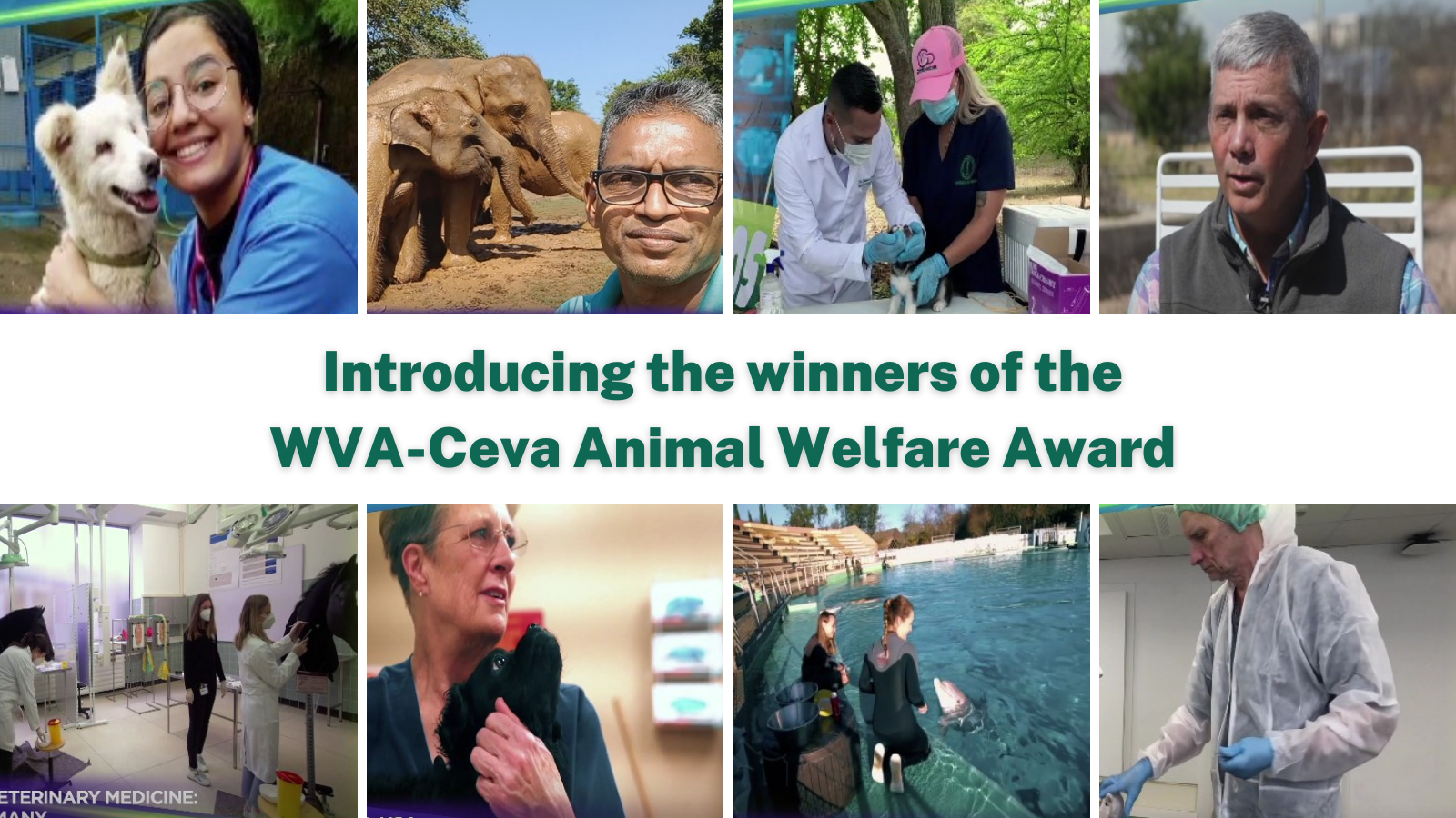 Ceva's animal welfare awards: победители объявлены!