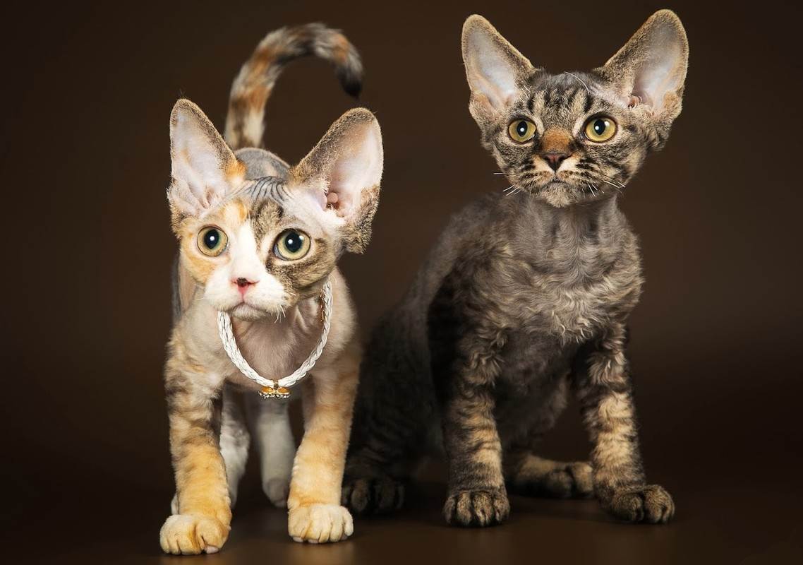 Кошка девон-рекс (фото): игривый питомец и верный друг