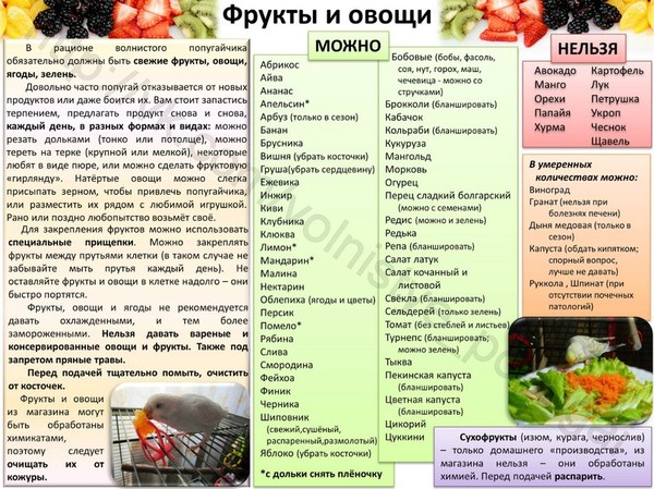 Какие фрукты можно давать волнистым попугаям: едят ли птицы яблоки, гранат, груши, виноград, киви, арбуз, дыню