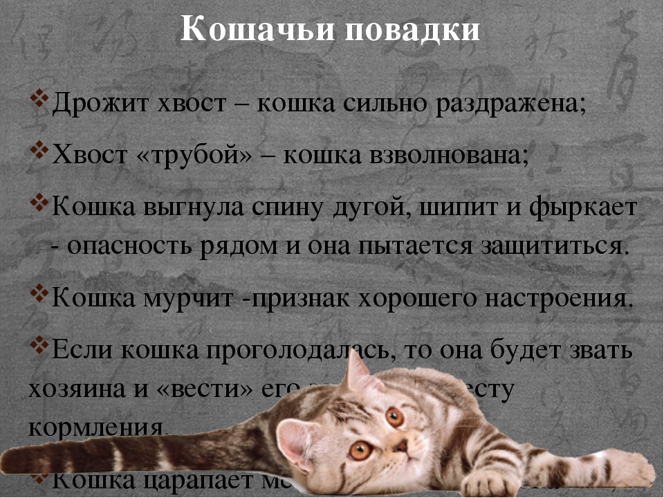 Агрессивный котенок: причины, признаки, что делать, во сне