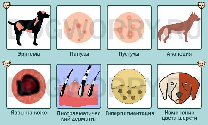 Ожоги у собак
