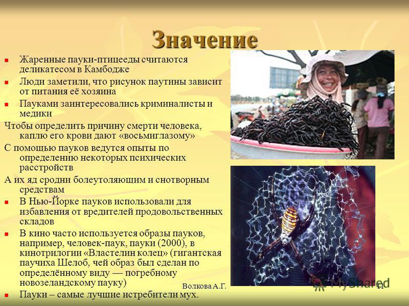 Пауки-птицееды