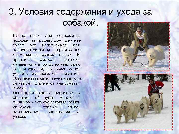 Самоедская собака