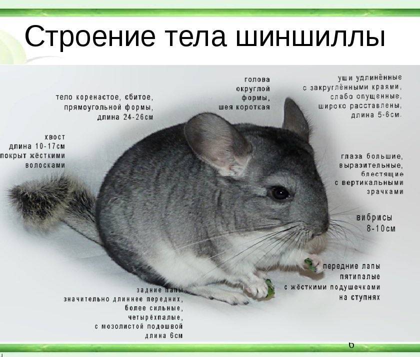 Сколько живут шиншиллы в домашних условиях в среднем?