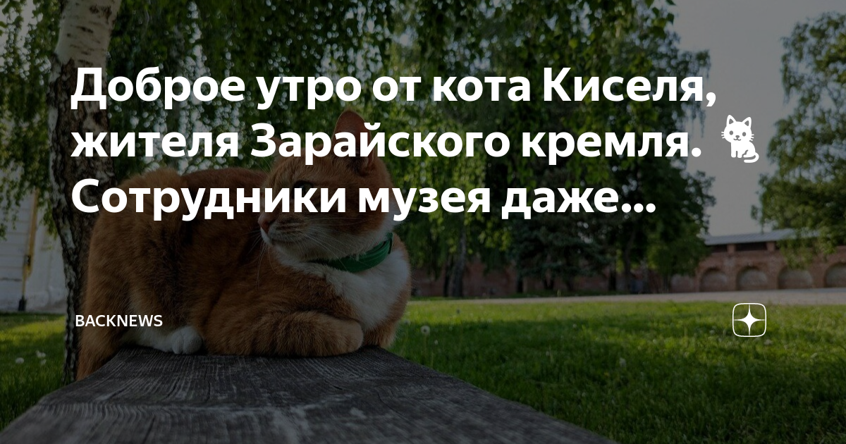 Угроза токсоплазмоза при беременности — нужно ли избавляться от кошки?