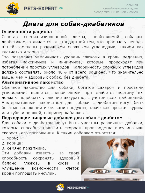Как правильно выбрать диетический корм для собаки - подробно