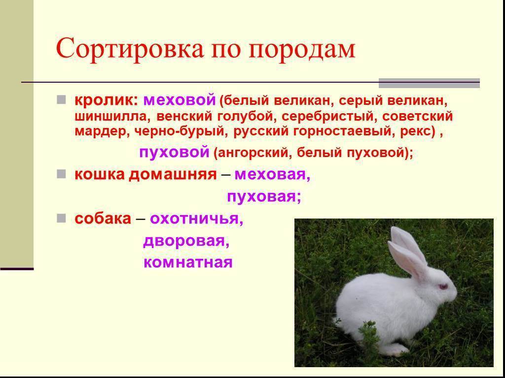 Рекс – обладатель уникальной шкурки