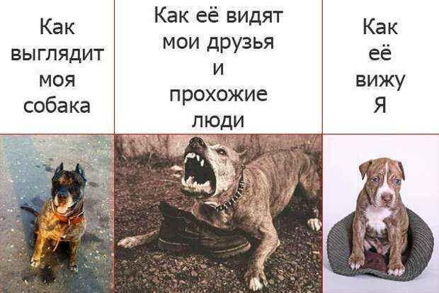 В каком цвете видят мир собаки или они дальтоники?