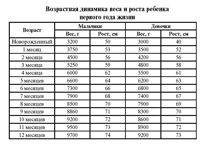 Сколько весит шиншилла: средний вес по месяцам (таблица)
