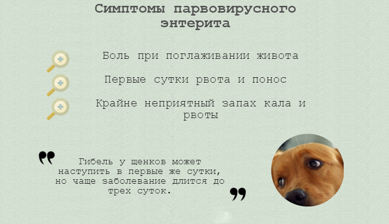 Щенка вырвало кормом: особенности малышей с месячного возраста и отличие между тем, когда срыгивает, и рвет после еды непереваренной пищей