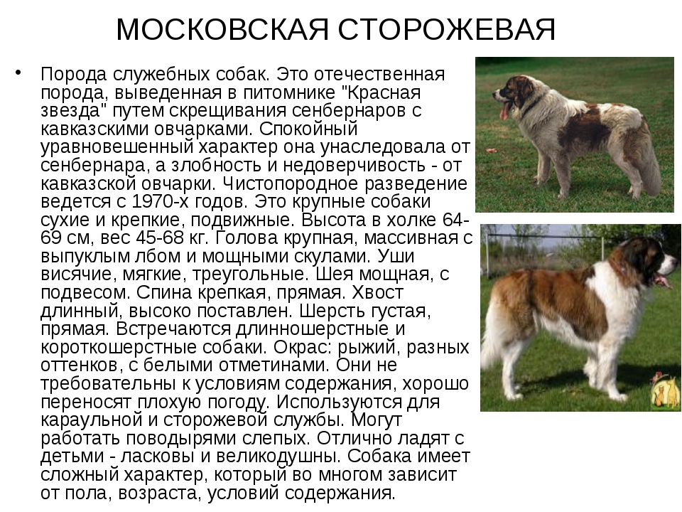 Итальянский бракк — описание и характеристика породы