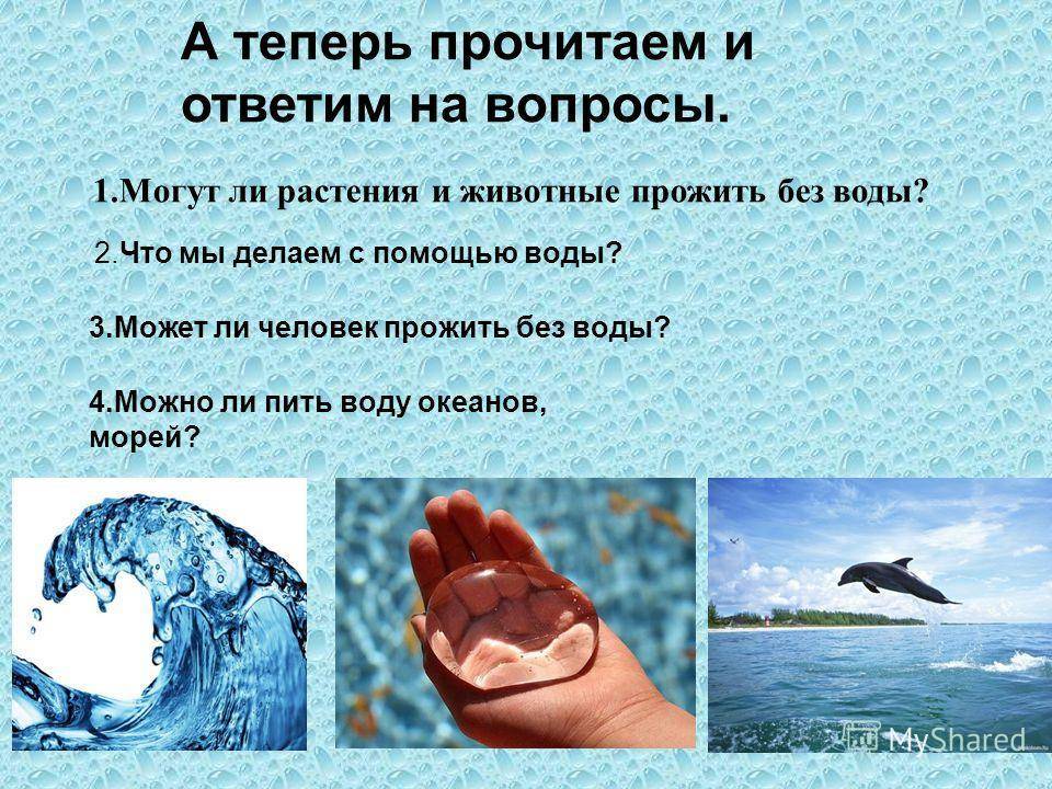 Шиншилла — долгожитель или всего на пару лет?