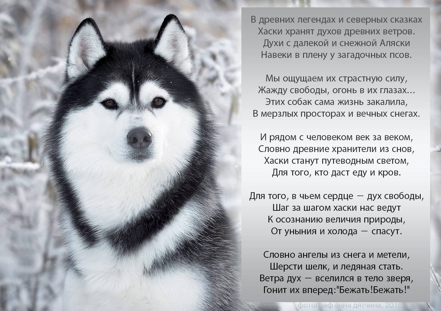 Сибирский хаски: описание породы, характер, чем кормить, стандарты, уход и содержание